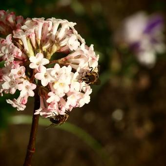 Viburnum x bodnantense 'Dawn'