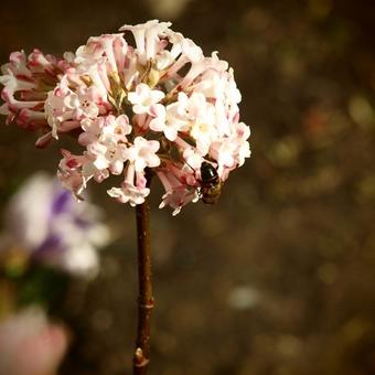 Viburnum x bodnantense 'Dawn'