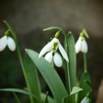 Galanthus elwesii - Elwes-Schneeglöckchen