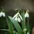 Galanthus elwesii