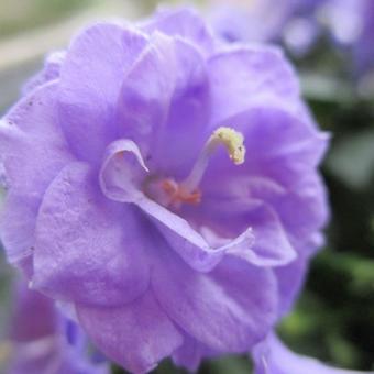 Campanula cochleariifolia 'Blue Wonder'