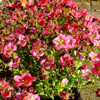 Saxifraga x arendsii 'TOURAN Neon Rose'