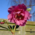 Helleborus orientalis 'Delila' - 