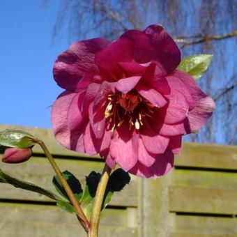 Helleborus orientalis 'Delila'