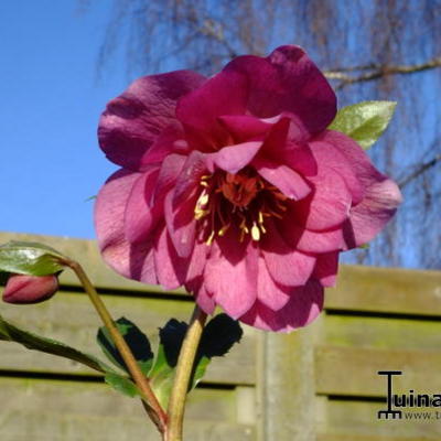 Helleborus orientalis 'Delila' - 