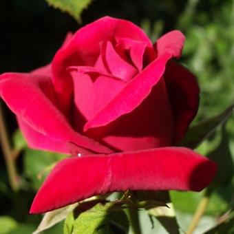 Rosa 'Royal Red'