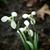 Galanthus nivalis