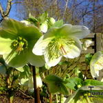 Helleborus x hybridus  'Molly's White' - 