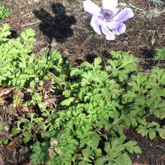 Anemone coronaria Single