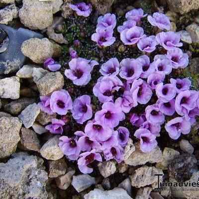 Saxifraga 'Allendale Elite' - 