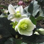 Helleborus x ericsmithii HGC 'Shooting Star' - 