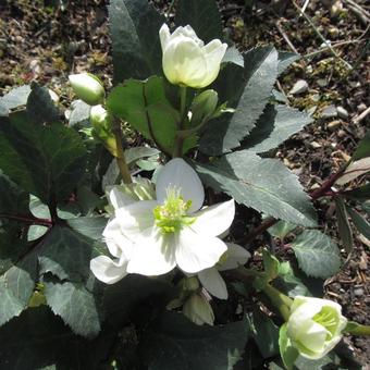 Helleborus x ericsmithii HGC 'Shooting Star'