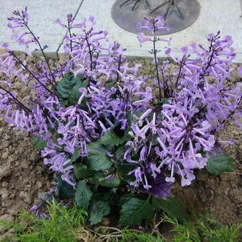 Plectranthus 'Mona Lavender'