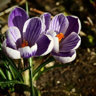 Crocus vernus 'King of the Striped'