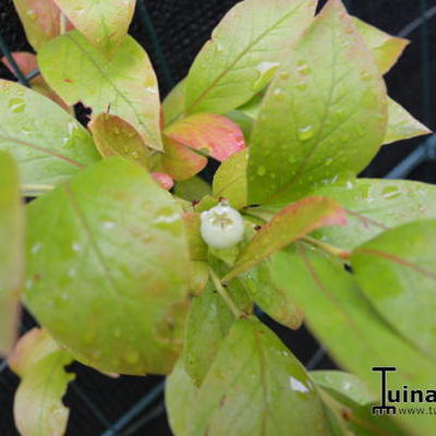 Vaccinium corymbosum 'Jersey'