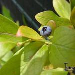 Vaccinium corymbosum 'Jersey' - Vaccinium corymbosum 'Jersey'