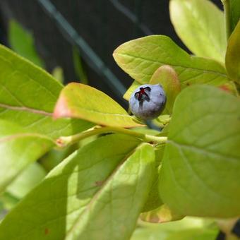 Vaccinium corymbosum 'Jersey'