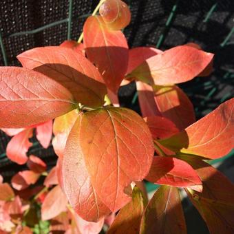 Vaccinium corymbosum 'Jersey'