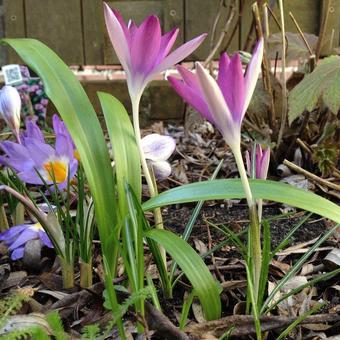 Crocus tommasinianus 'Roseus'