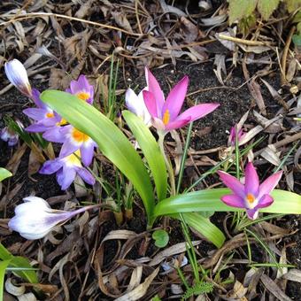 Crocus tommasinianus 'Roseus'