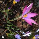 Crocus tommasinianus 'Roseus' - 