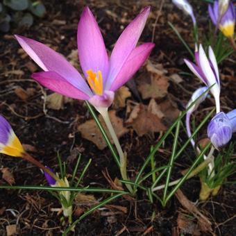 Crocus tommasinianus 'Roseus'