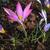 Crocus tommasinianus 'Roseus'