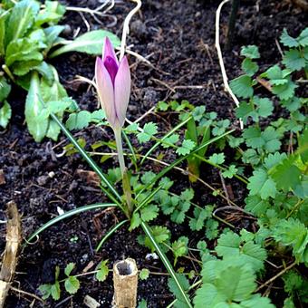 Crocus tommasinianus 'Roseus'