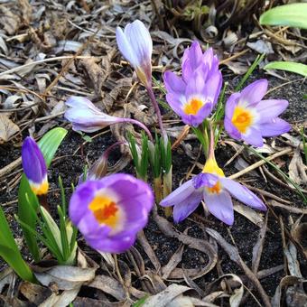 Crocus sieberi subsp. Sublimis 'Tricolor'