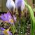 Crocus chrysanthus 'Blue Pearl'