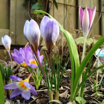 Crocus chrysanthus 'Blue Pearl'