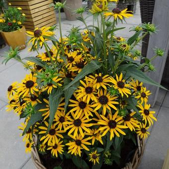 Rudbeckia fulgida var. sullivantii 'Goldsturm'