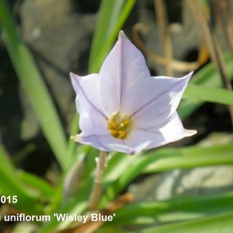 Ipheion uniflorum 'Wisley Blue'