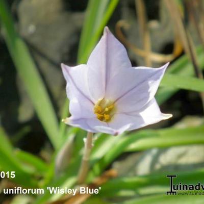 Ipheion uniflorum 'Wisley Blue'