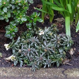 Iberis sempervirens 'Snow Cone'