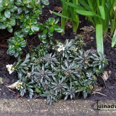 Iberis sempervirens 'Snow Cone' - 