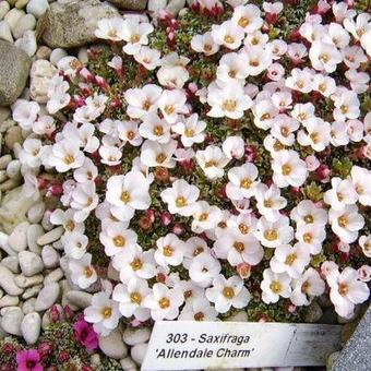 Saxifraga 'Allendale Charm'