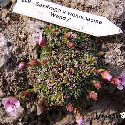 Saxifraga x wendelacina 'Wendy' - 