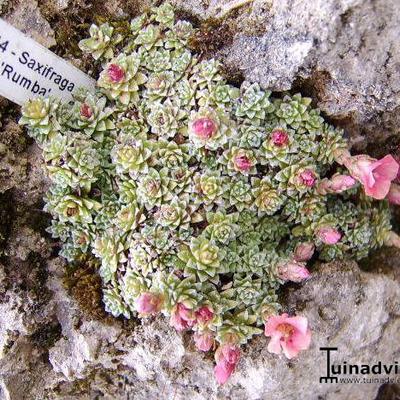 Saxifraga 'Rumba' - 