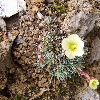 Saxifraga x boydii 'Aretiastrum'