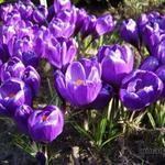 Crocus 'Grand Maitre' - 