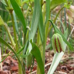 Fritillaria amana - 