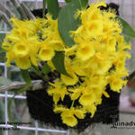 Dendrobium harveyanum - 