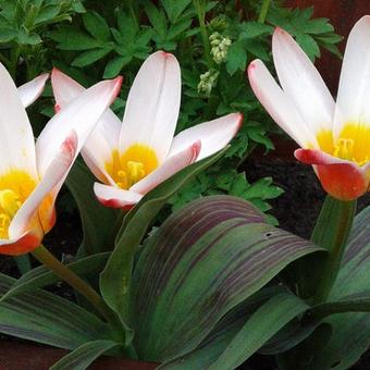 Tulipa 'Heart's Delight'