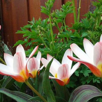 Tulipa 'Heart's Delight'