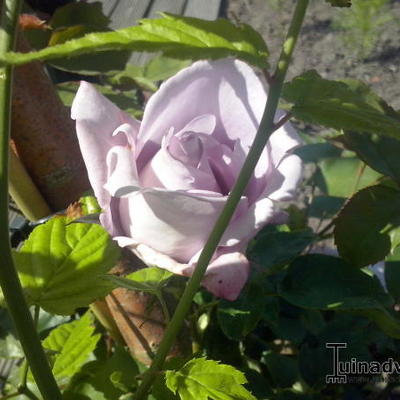 Rosa 'Indigoletta - 