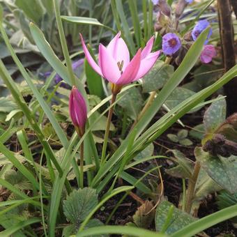 Tulipa pulchella var. violacea