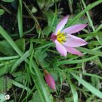 Tulipa pulchella var. violacea - 