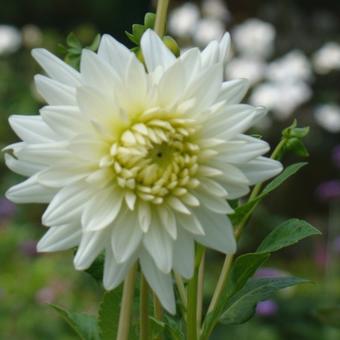 Dahlia 'Lillehammer'