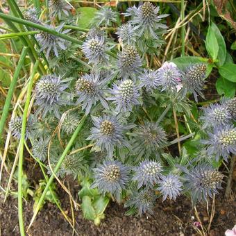 Eryngium planum 'Tiny Jackpot'